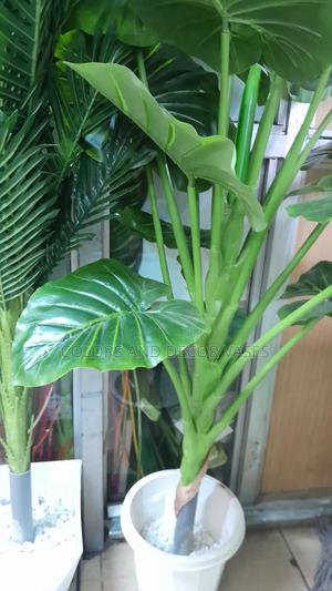 Green Plant 1.6m Ksh 7000 Plus Vase And Stones - thumbnail 2