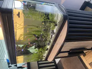 Aquarium Tank – Sophisticated Aquatic Living