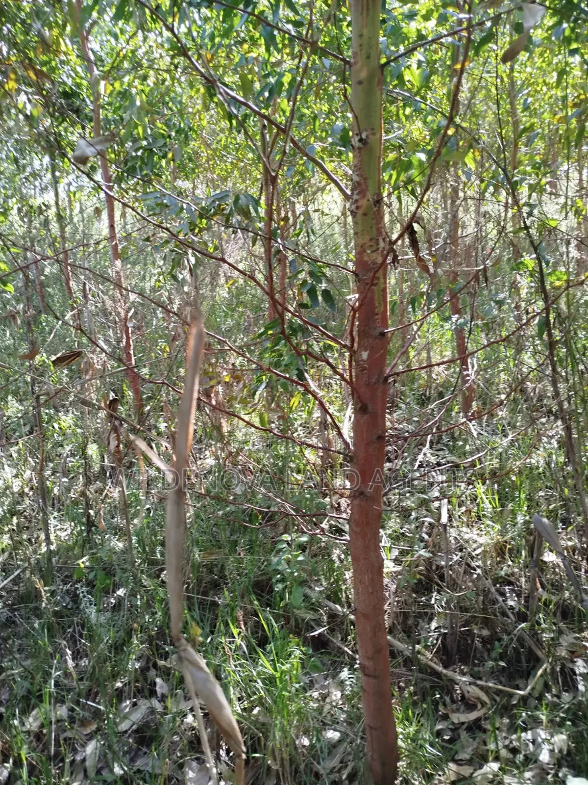 Land on Sale at Flyover Viewpoint Naivasha
