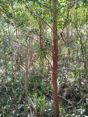 Land on Sale at Flyover Viewpoint Naivasha