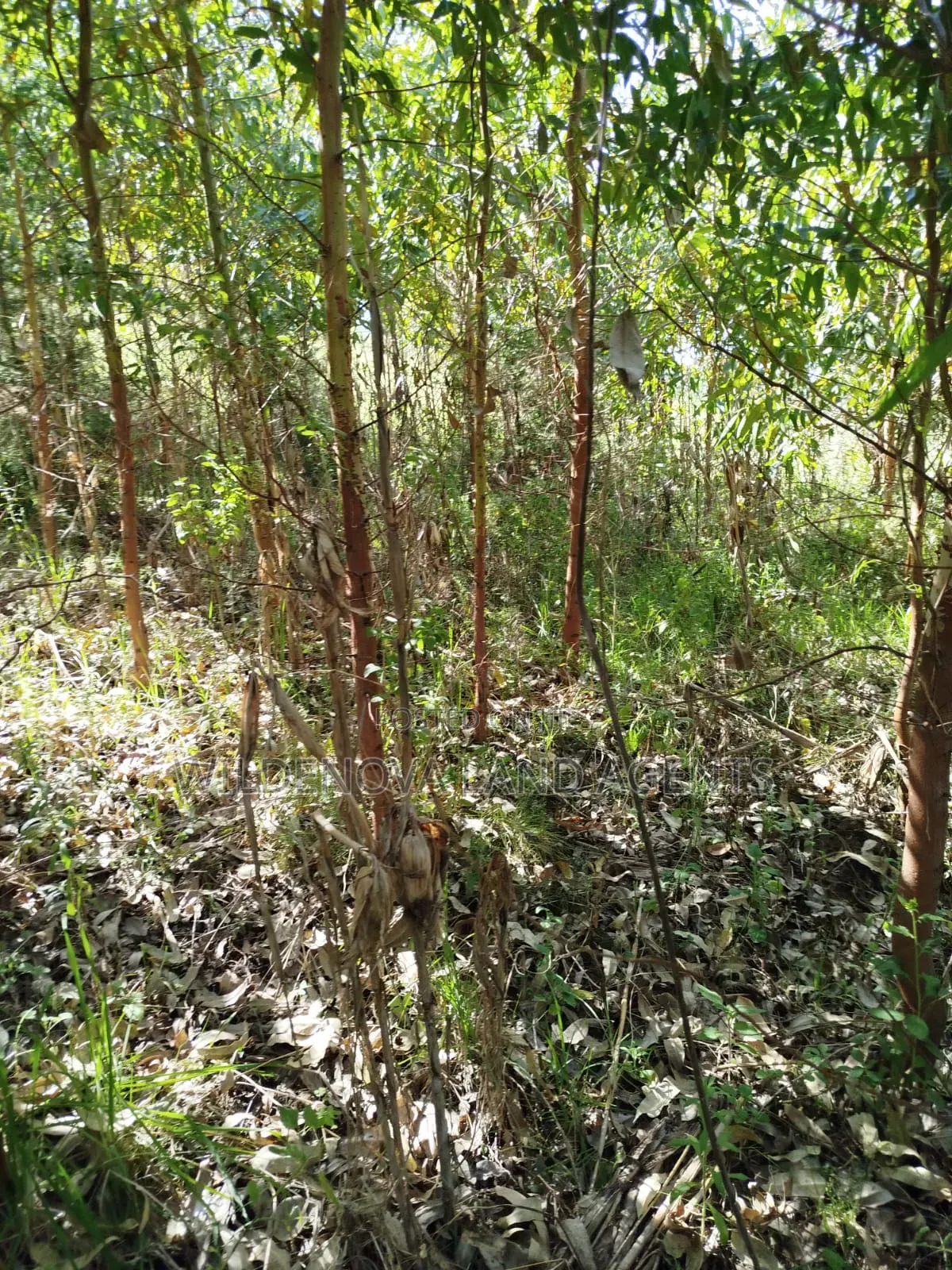 Land on Sale at Flyover Viewpoint Naivasha