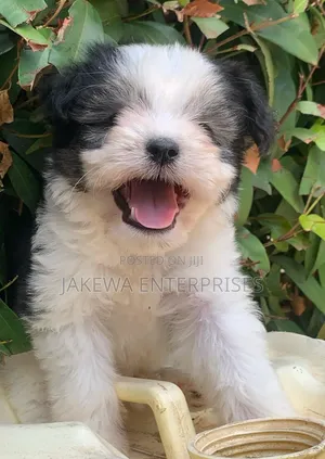 1-3 months Female Purebred Havanese