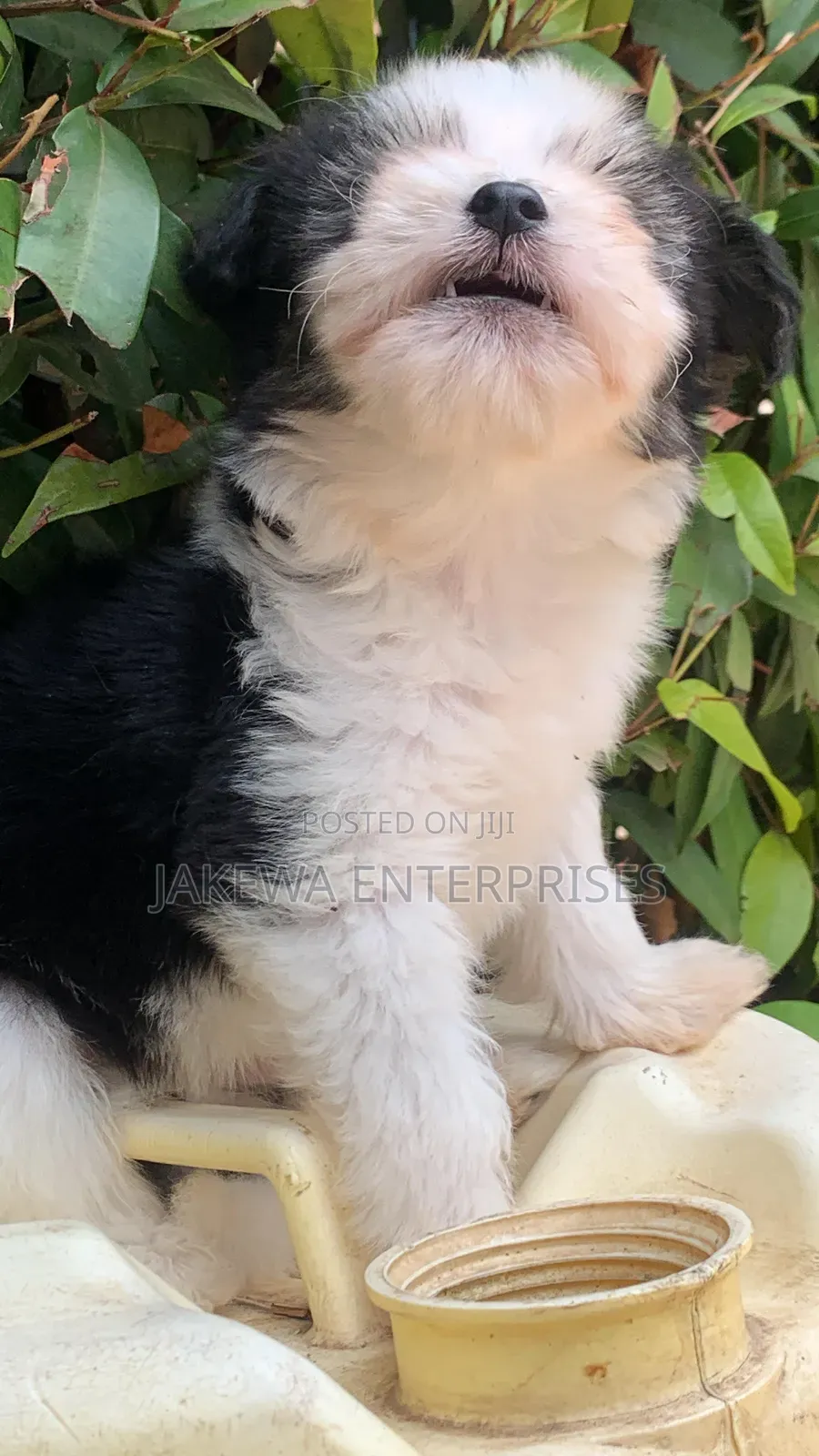 1-3 months Female Purebred Havanese