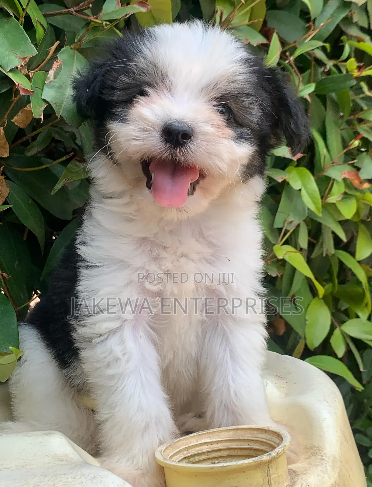 1-3 months Female Purebred Havanese