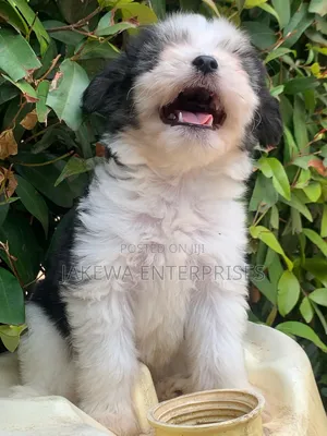 1-3 months Female Purebred Havanese