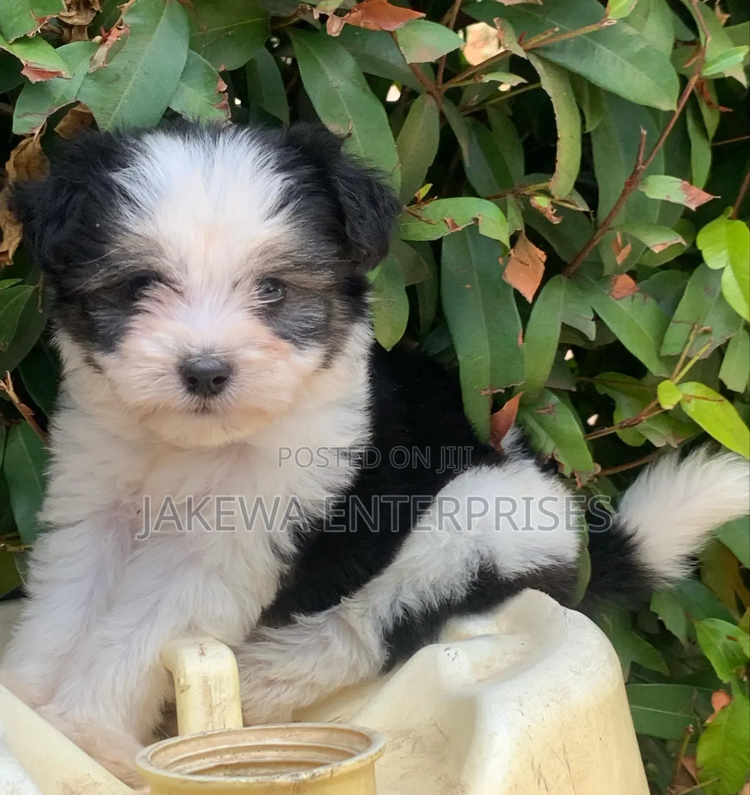 1-3 months Female Purebred Havanese