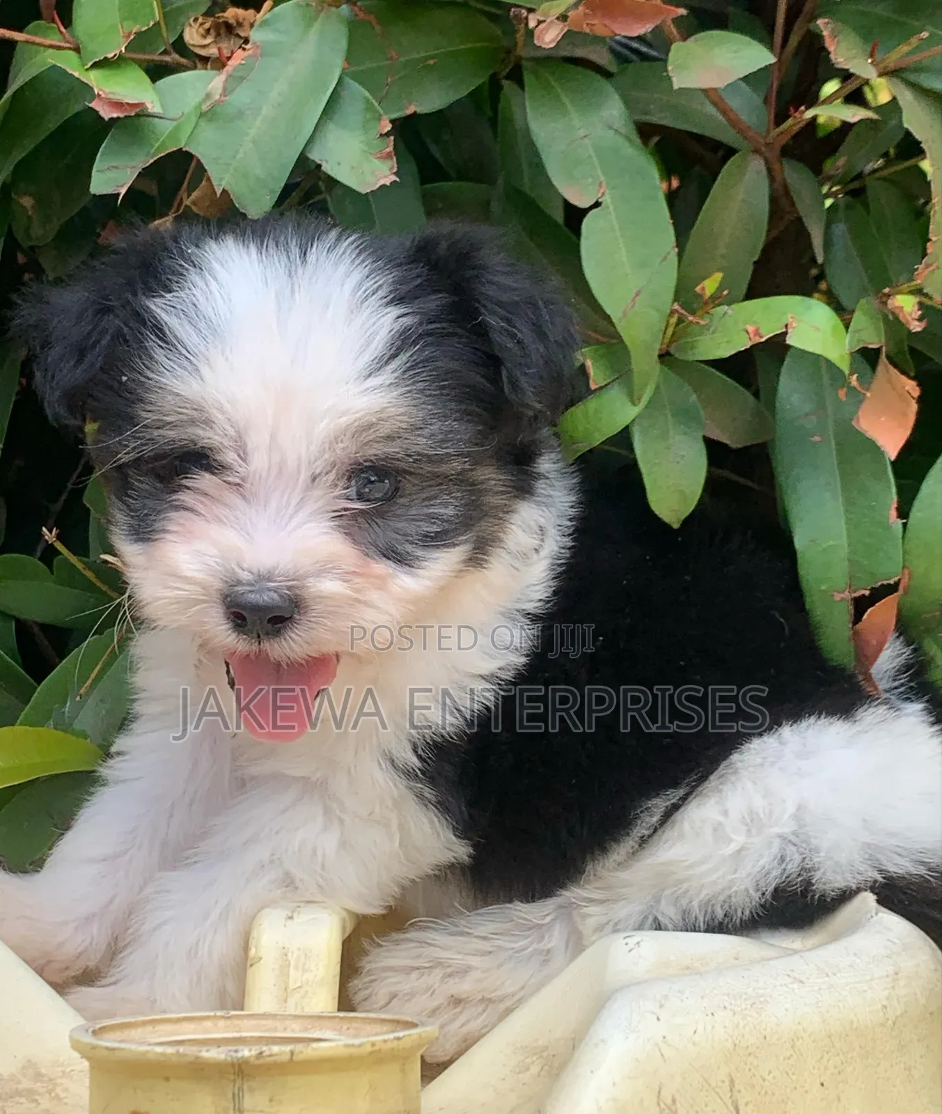 1-3 months Female Purebred Havanese