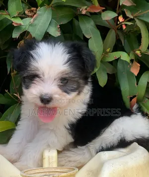 1-3 months Female Purebred Havanese