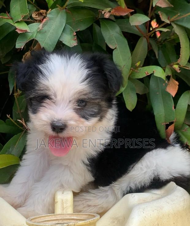 1-3 months Female Purebred Havanese - thumbnail 2