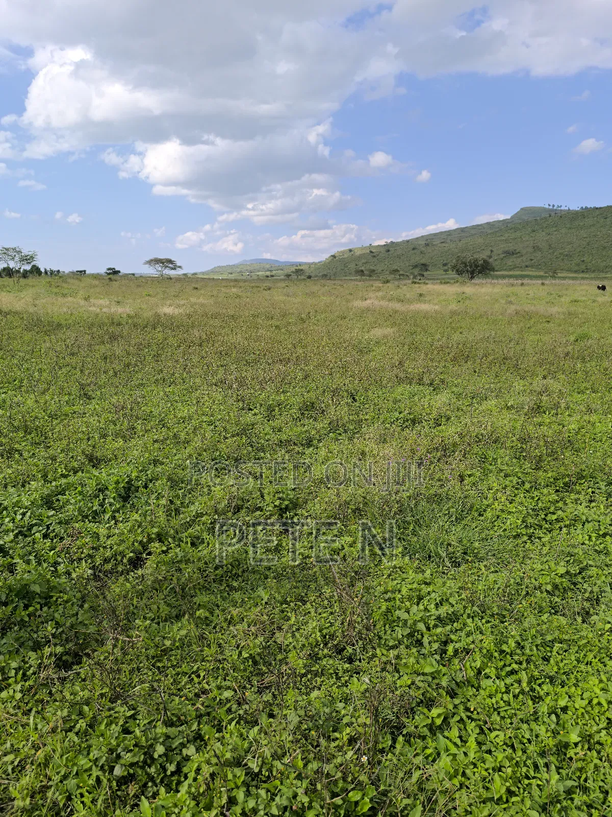 Prime Half Acre Plots Mbaruk Nakuru With Ready Title Deeds