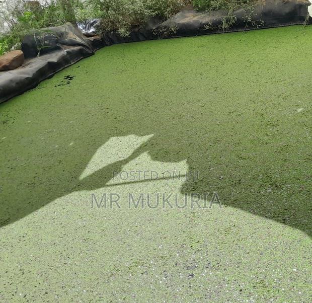 Duckweed (Lemna Minor) 1kg - thumbnail 2