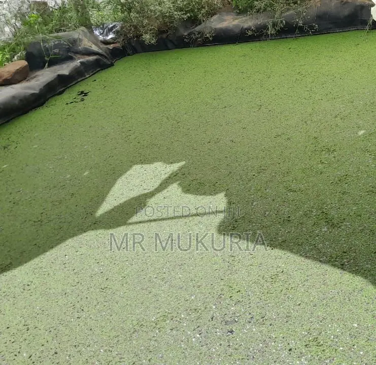 Duckweed (Lemna Minor) 1kg
