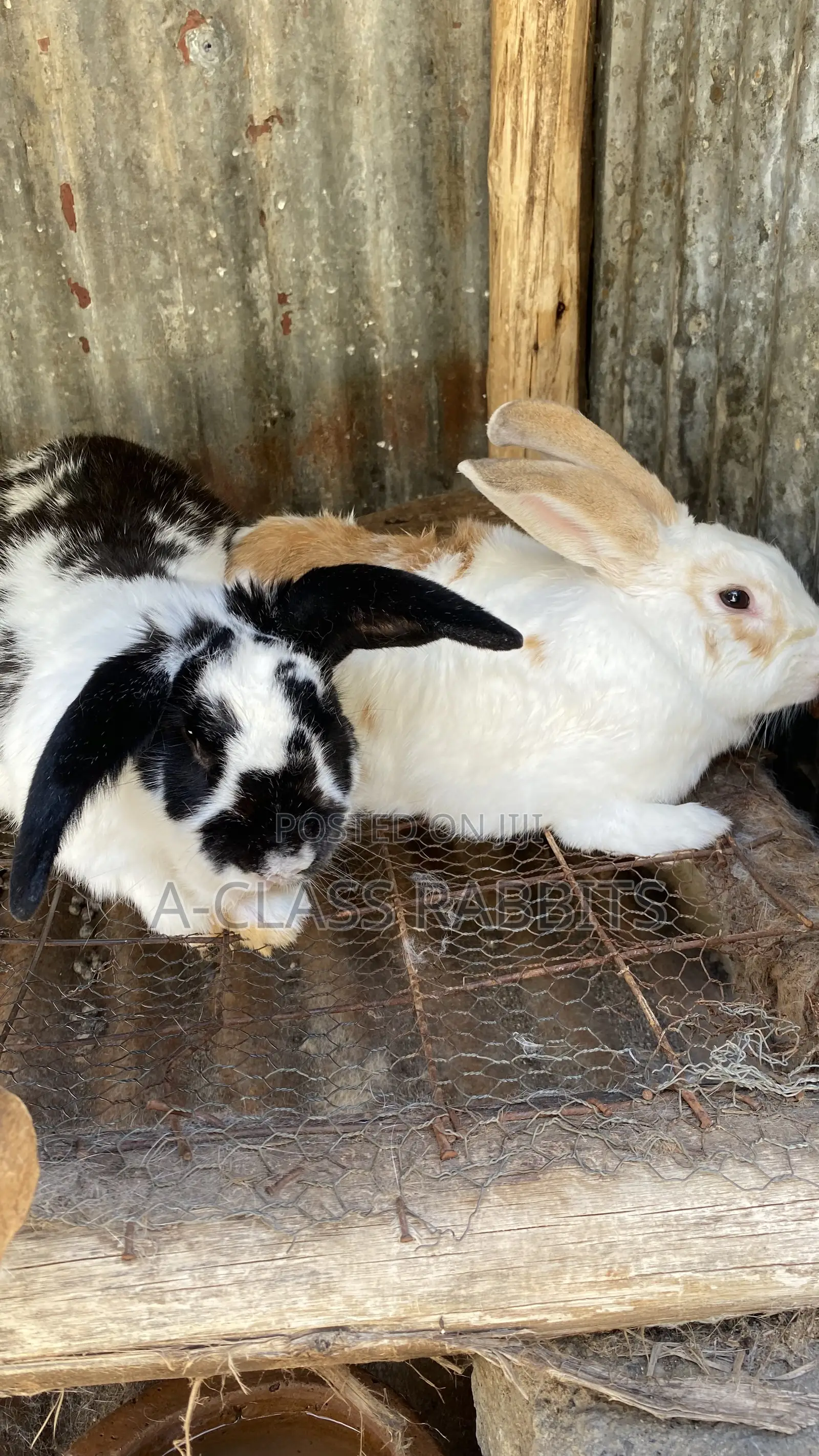 Rabbit Breeders