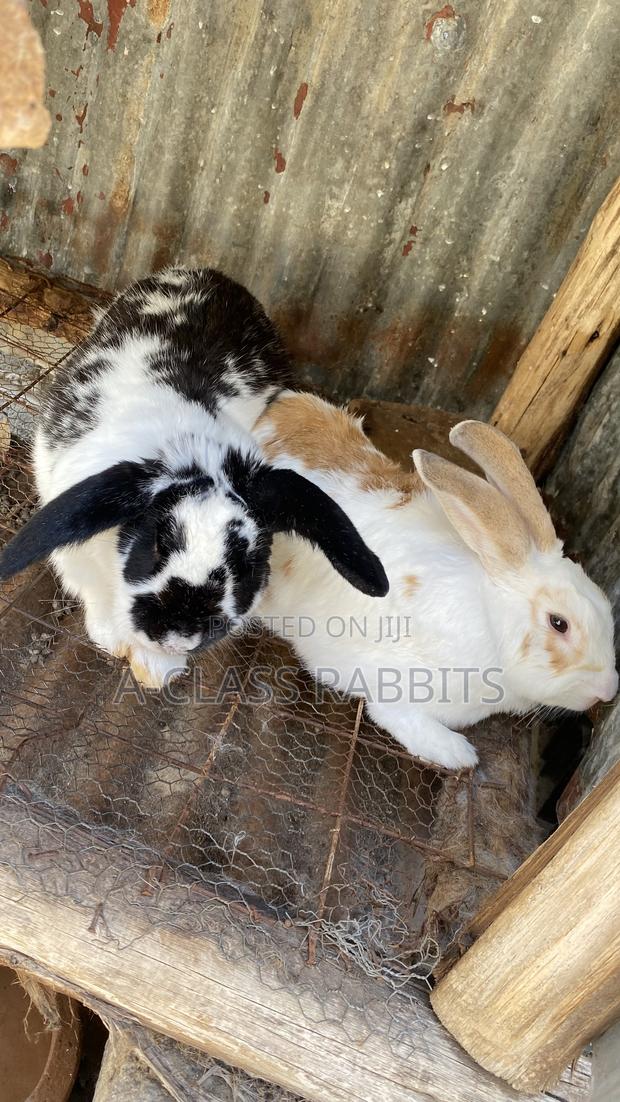 Rabbit Breeders - main view