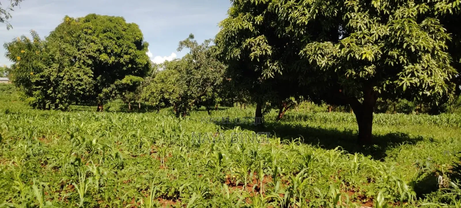 Two Acre for Sale in Kirinyaga Kimbimbi