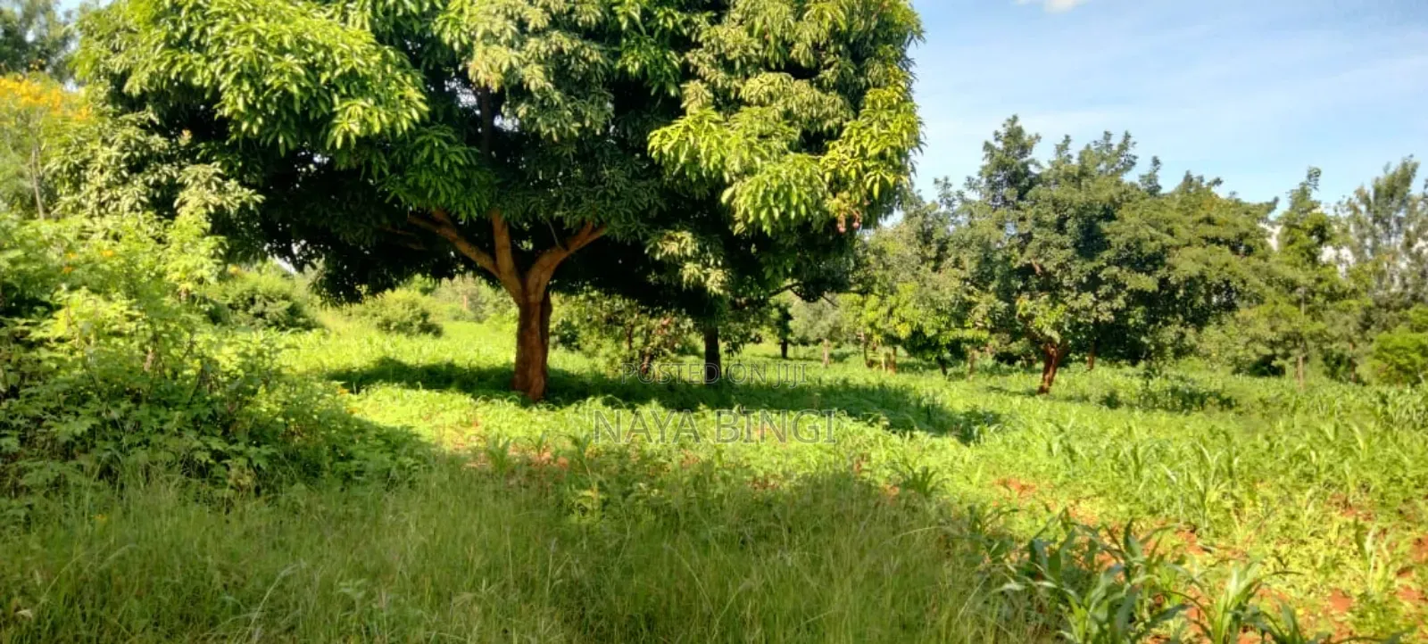 Two Acre for Sale in Kirinyaga Kimbimbi
