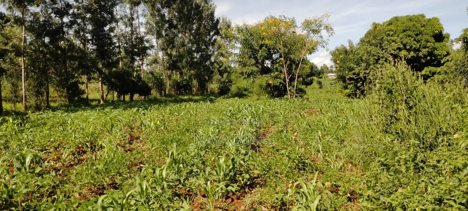 Two Acre for Sale in Kirinyaga Kimbimbi
