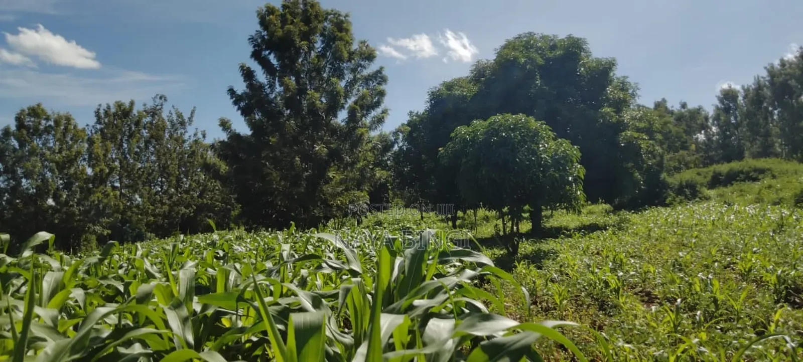 Two Acre for Sale in Kirinyaga Kimbimbi