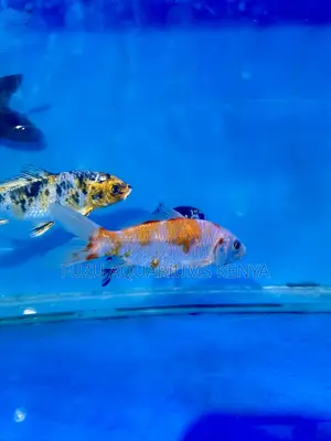 Beautiful Orange-White Koi Fish for Sale