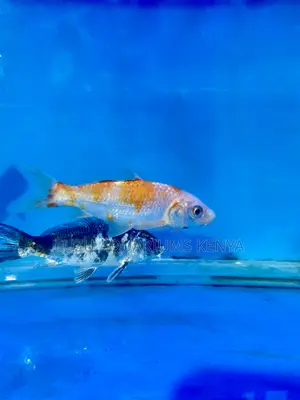 Stunning Orange Koi Fish – Bright and Active