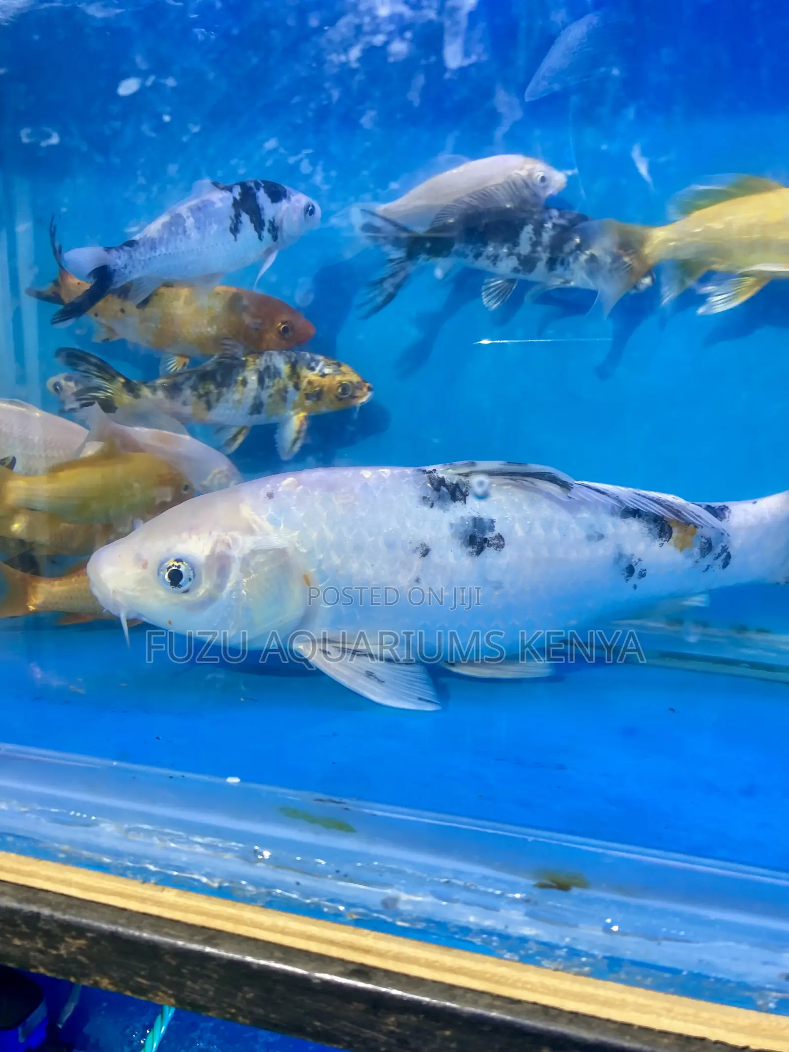 Elegant White Koi – Pure Beauty for Your Pond