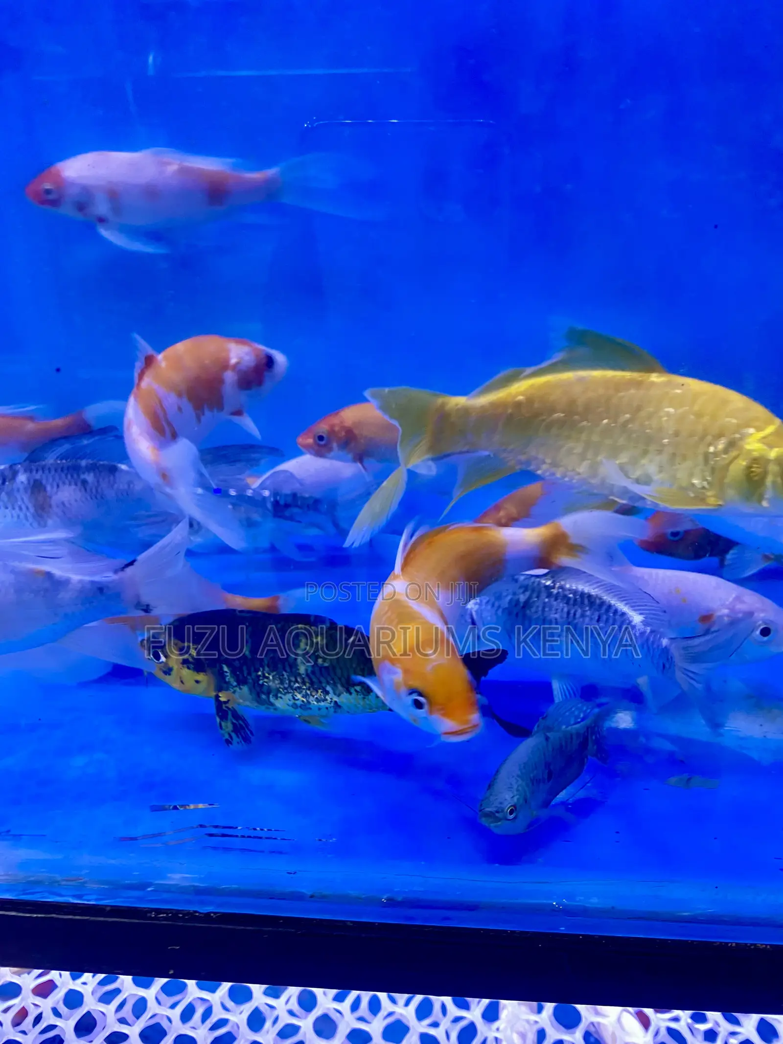 Assorted Black, Orange Koi Fish – Rare and Mysterious