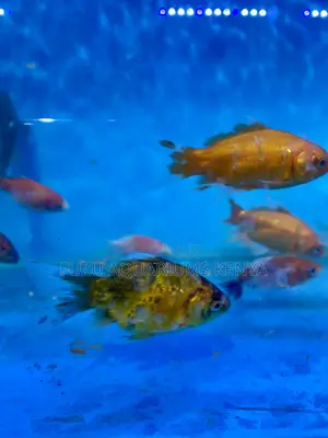 Fancy Goldfish – Eye-Catching and Unique