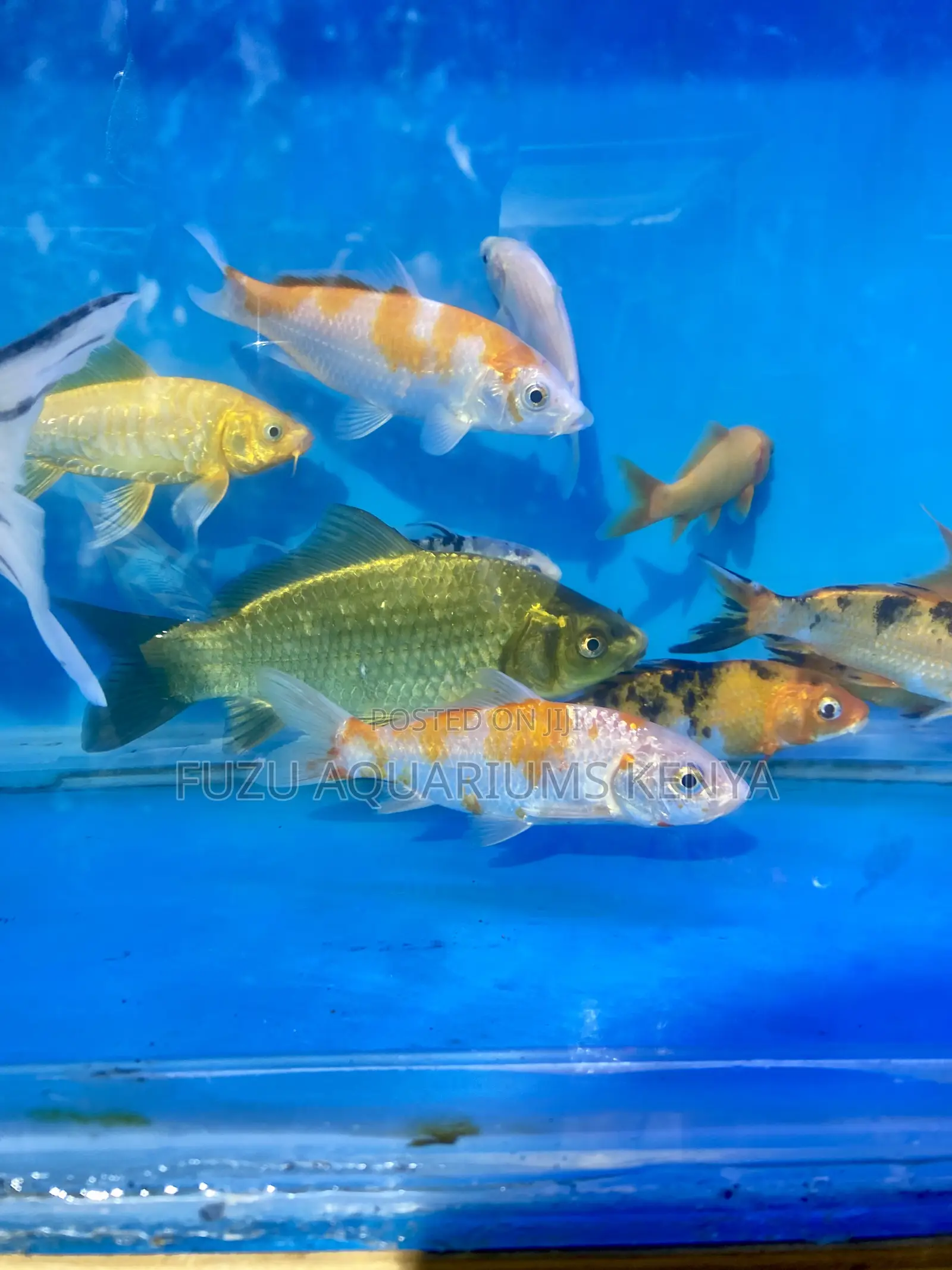 Premium Koi Fish for Sale – Top Quality