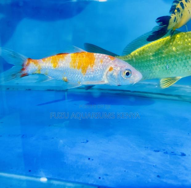 Koi Fish With Unique Patterns - main view