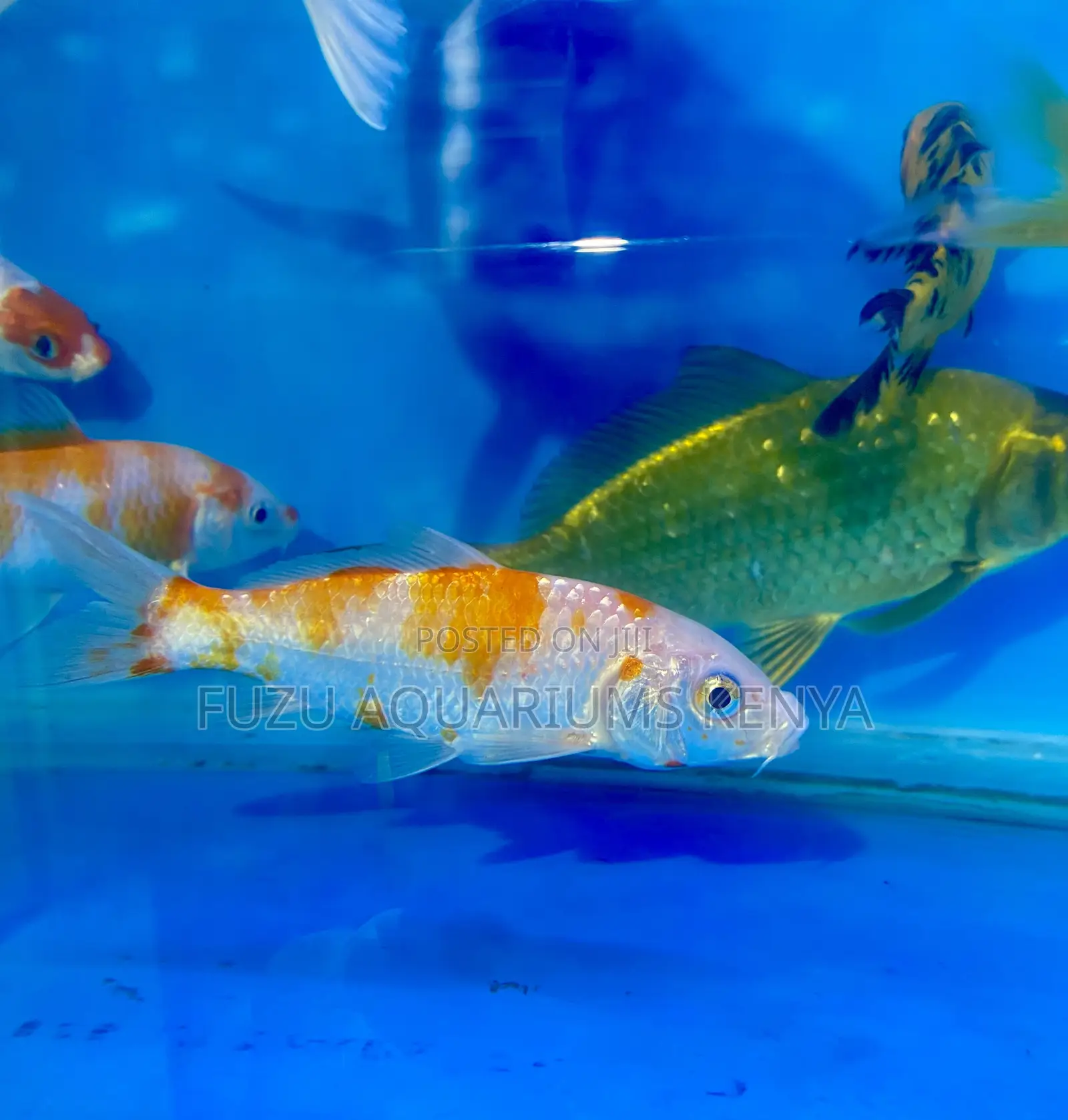 Active Koi Fish – Full of Energy