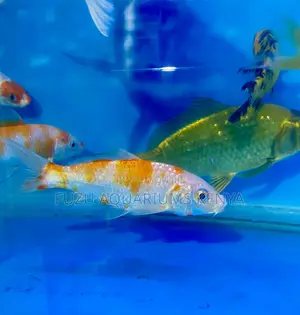 Active Koi Fish – Full of Energy