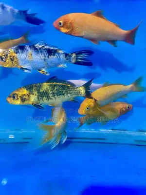 Mixed Pattern Color Koi Fish – Orange, Black, and White