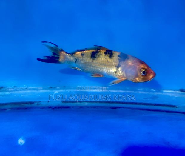 Koi Fish With Unique Patterns – One of a Kind