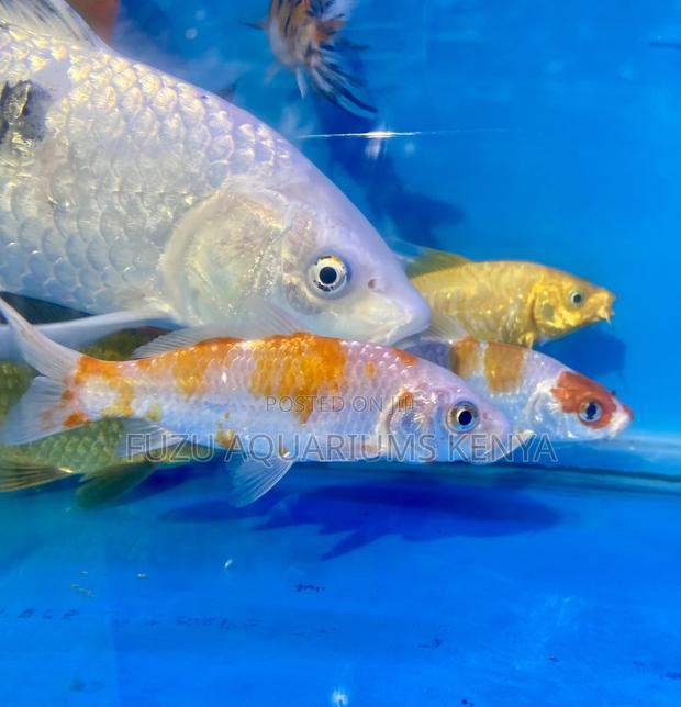 Orange and White Koi – Striking Contrast