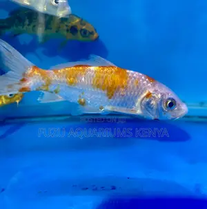 Koi Fish for Sale – Free Care Tips Included