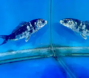 Black and White Koi – Striking Contrast