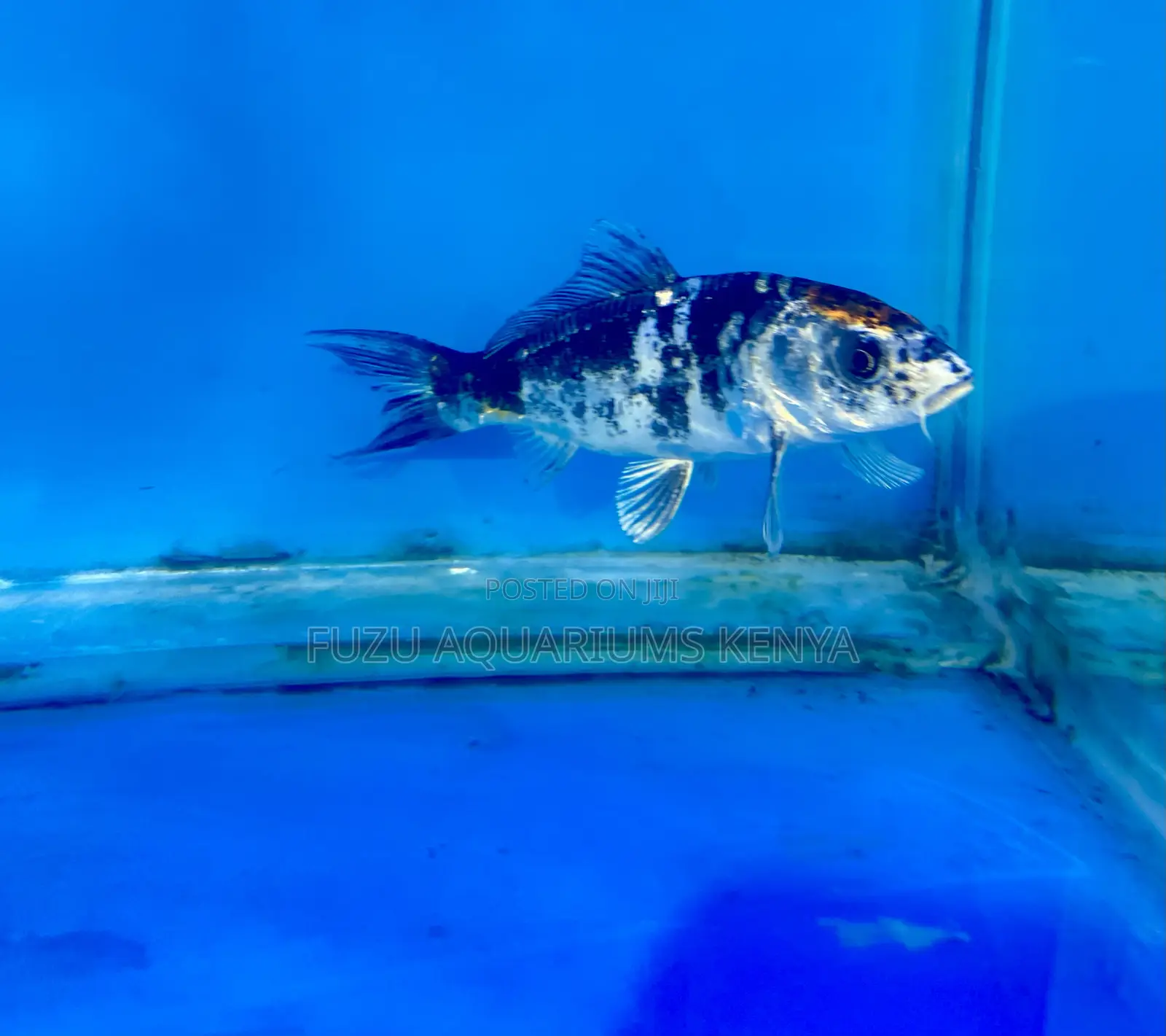 Black Koi Fish – Rare and Magnificent