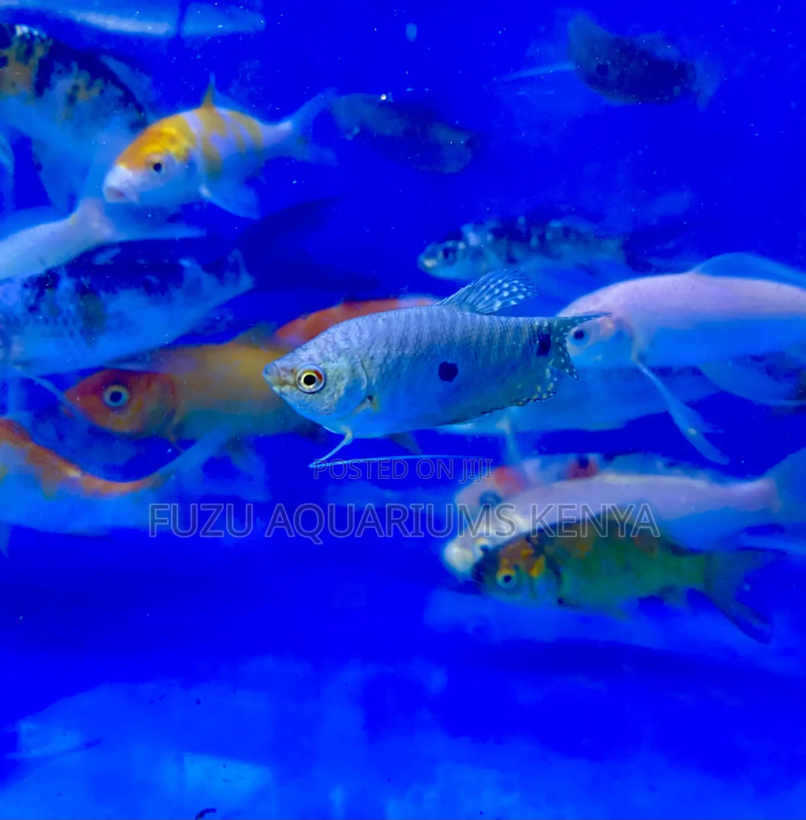 Three-Spot Gourami Fish – Calm and Colorful