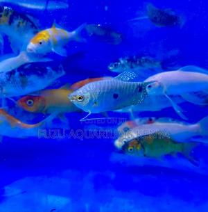 Three-Spot Gourami Fish – Calm and Colorful - thumbnail 2