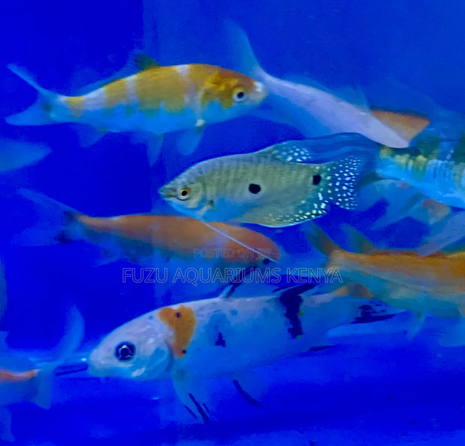 Healthy 3-Spot Gouramis – Easy to Maintain