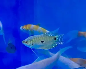 Trio of Three-Spot Gouramis – Best in Groups