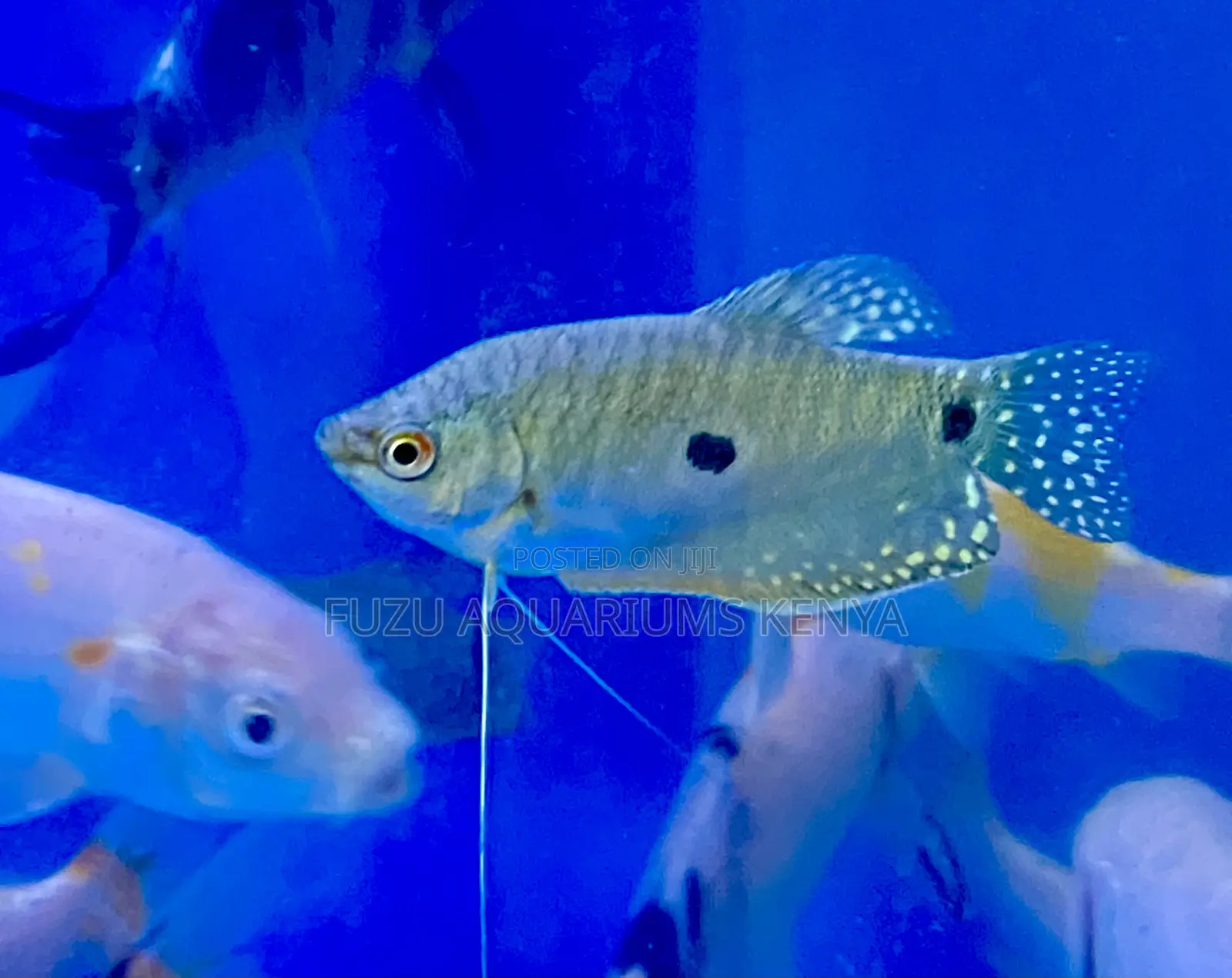 Three-Spot Gourami – Bright and Peaceful