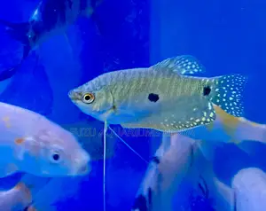 Three-Spot Gourami – Bright and Peaceful