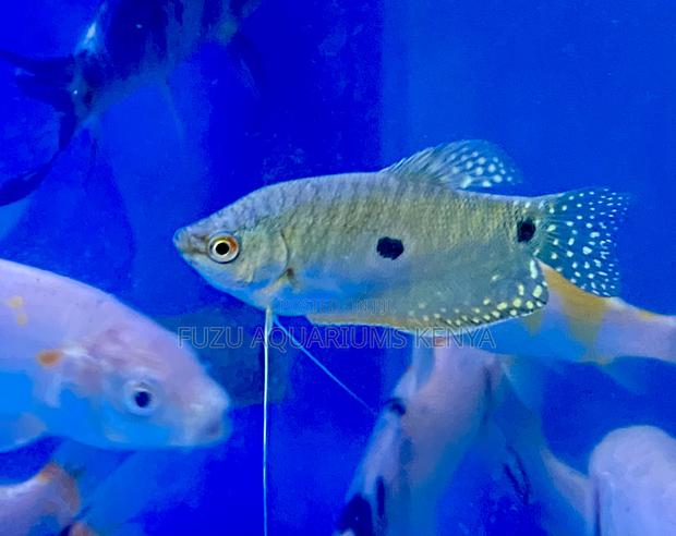 Three-Spot Gourami – Bright and Peaceful - main view