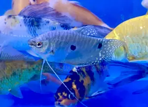 Affordable 3-Spot Gouramis – Color and Calmness Combined