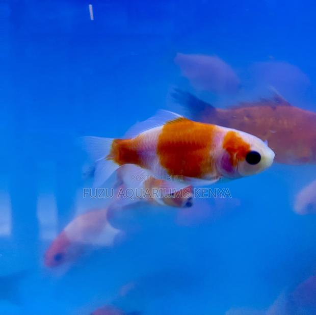 Red and White Goldfish With Unique Markings – One of a Kind