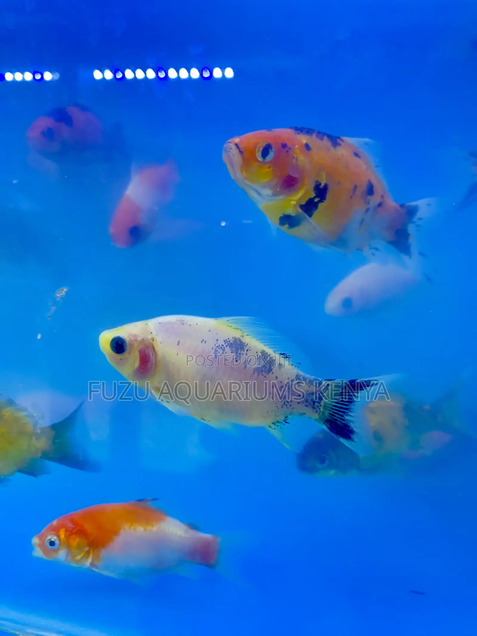 Goldfish With Unique Markings – Ornamental