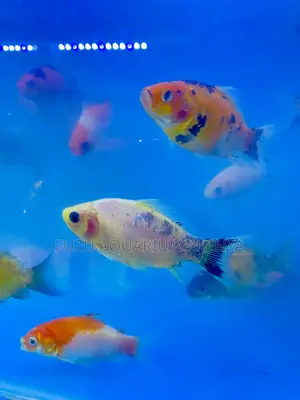 Goldfish With Unique Markings – Ornamental