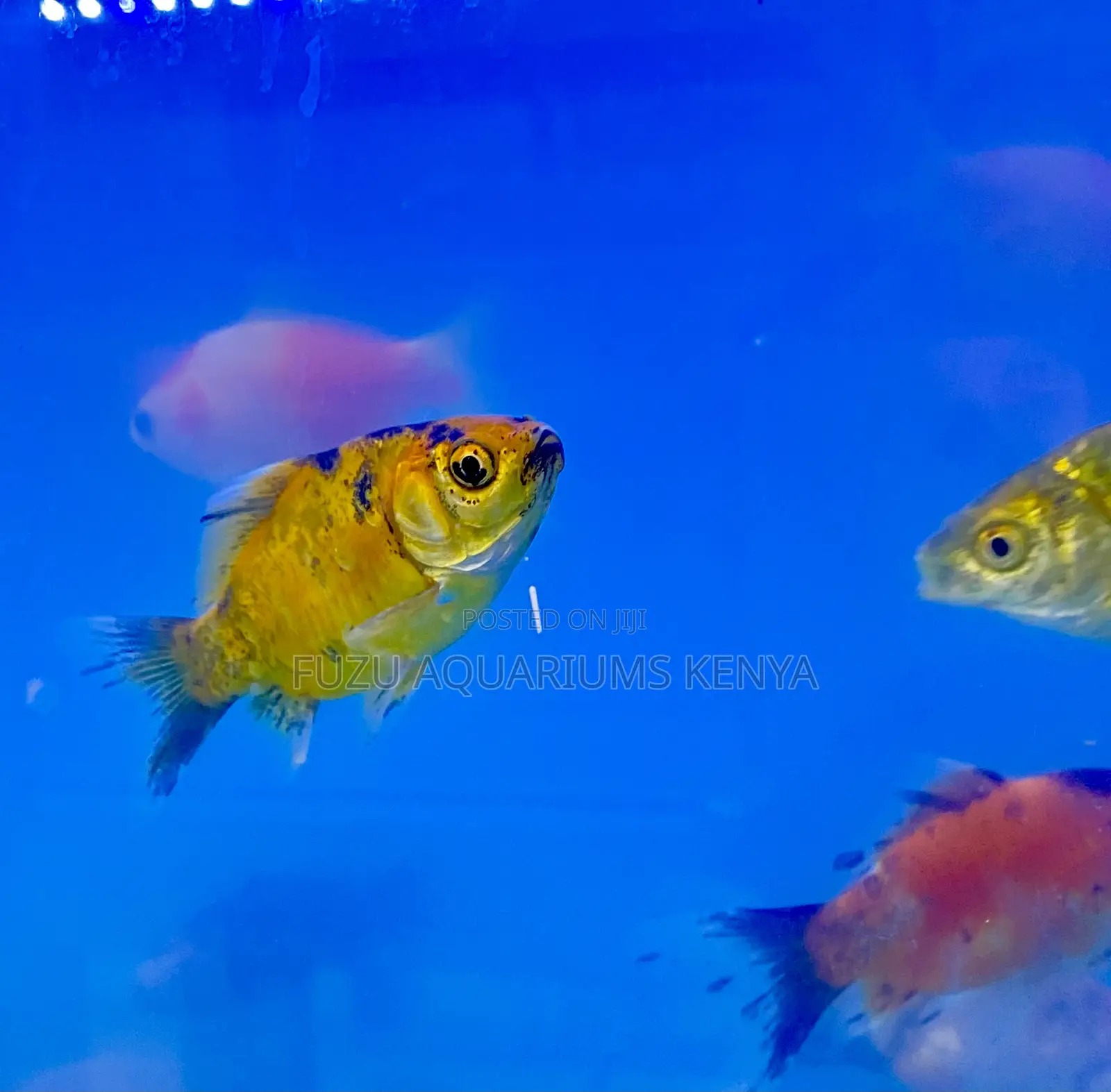 Fancy Goldfish – Eye-Catching and Unique