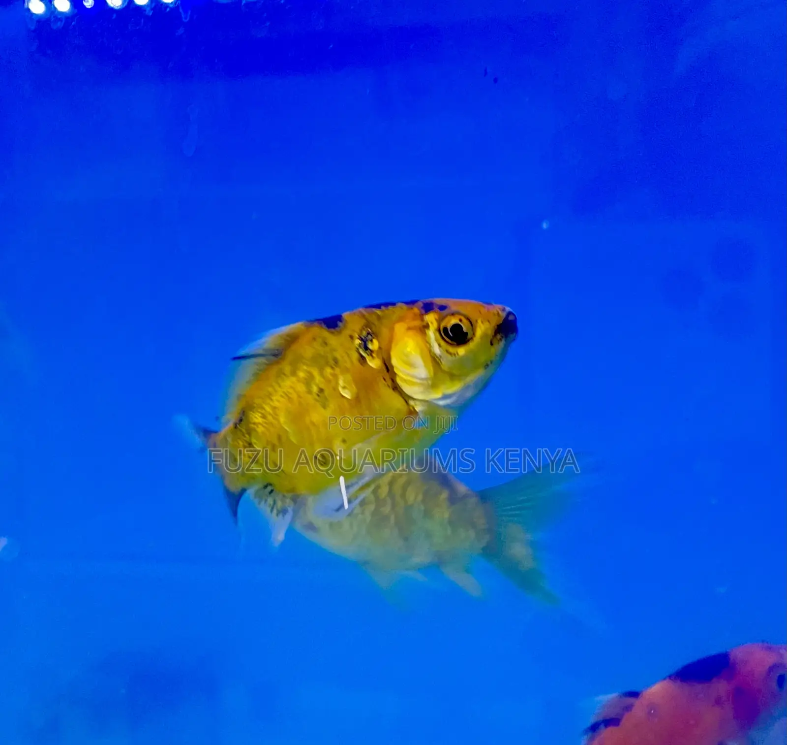 Goldfish for Aquascaping – Peaceful Tankmates